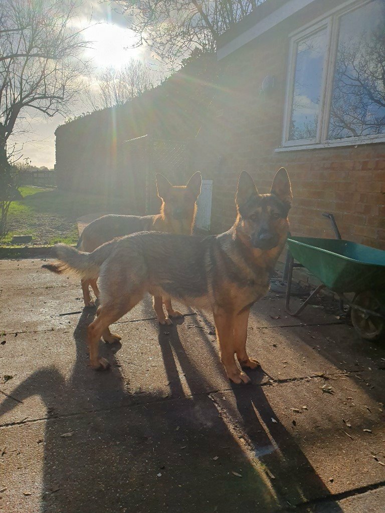 german shepherds for sale gumtree